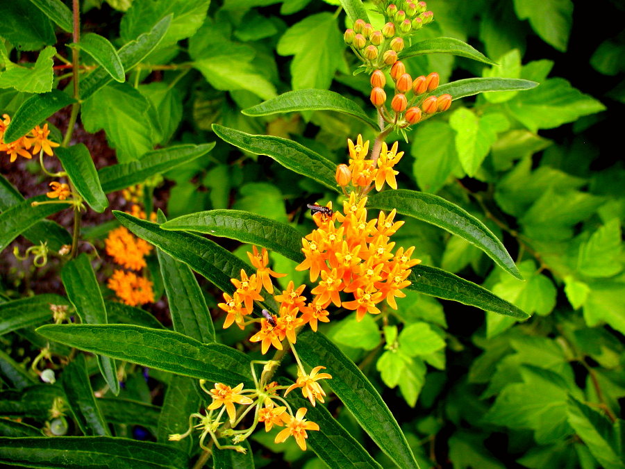 Apocynaceae Asclepias tuberosa
