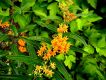 image of Asclepias tuberosa