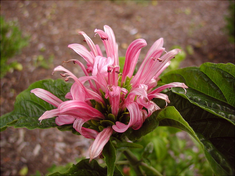 Acanthaceae Justicia carnea