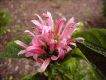 image of Justicia carnea