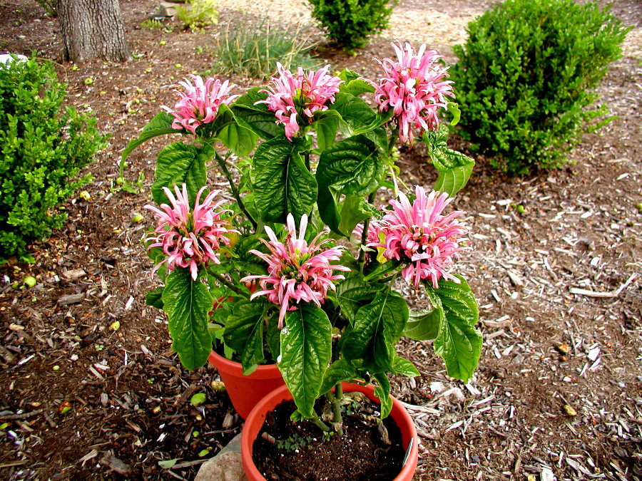 Acanthaceae Justicia carnea