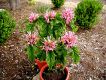 image of Justicia carnea