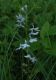 image of Lobelia spicata