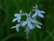 image of Lobelia spicata
