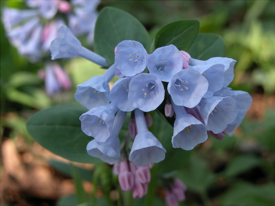 Boraginaceae Mertensia virginica