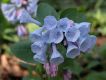 image of Mertensia virginica