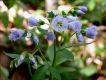 image of Mertensia virginica