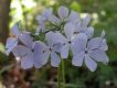 image of Phlox divaricata