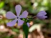 image of Phlox divaricata