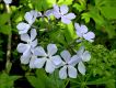 image of Phlox divaricata