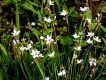 image of Sisyrinchium campestre