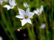 image of Sisyrinchium campestre