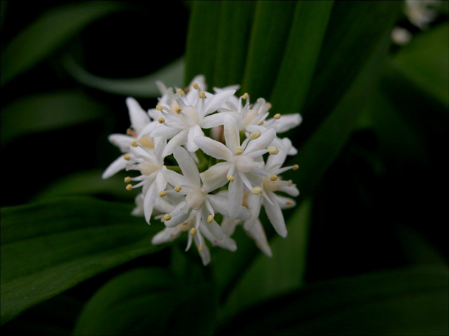 Asparagaceae Smilacina stellata