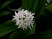 image of Smilacina stellata