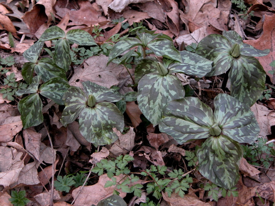 Melanthiaceae Trillium sessile