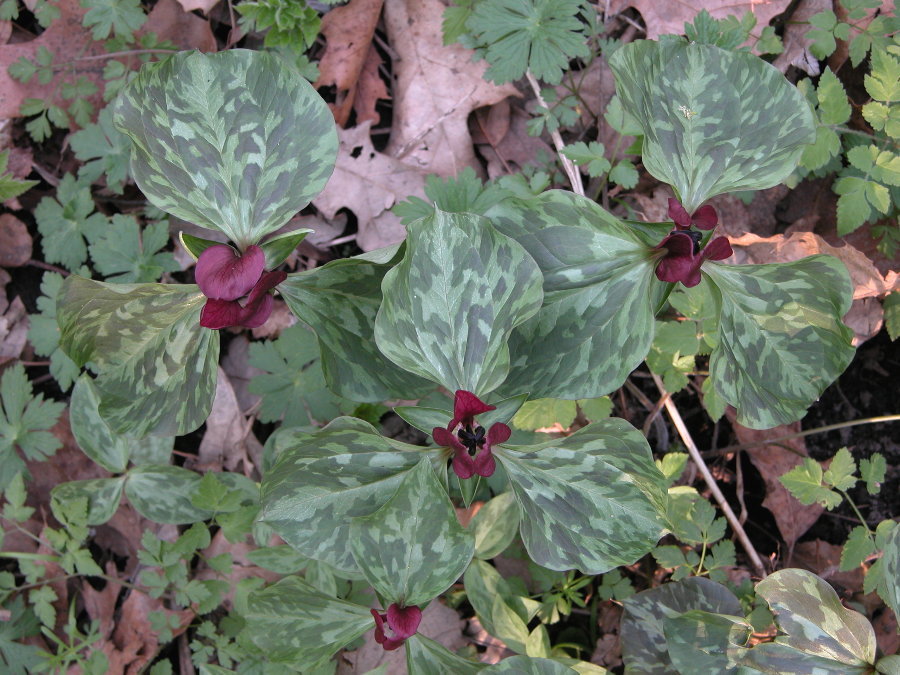 Melanthiaceae Trillium sessile