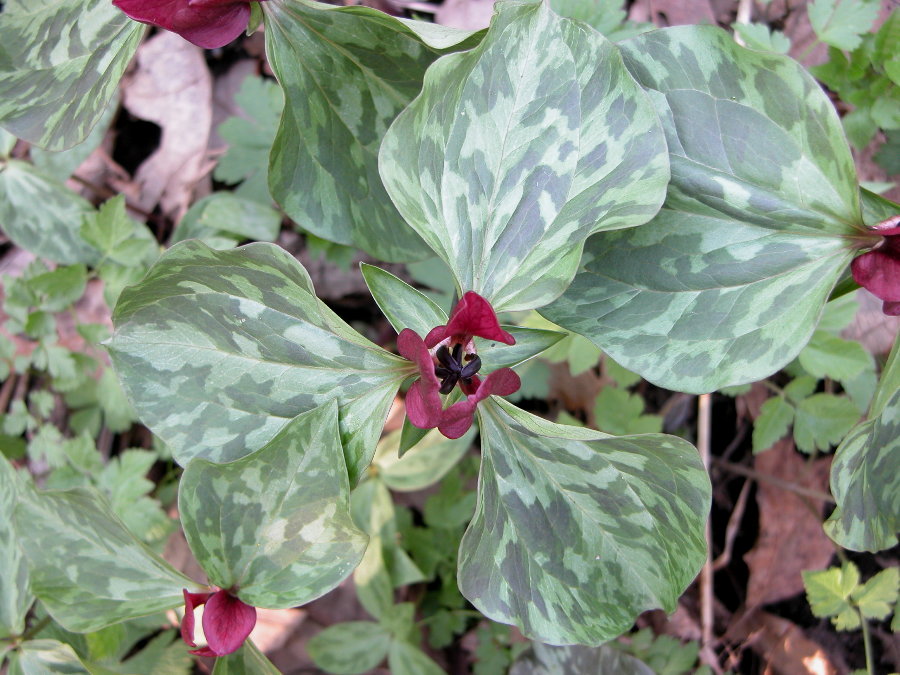 Melanthiaceae Trillium sessile