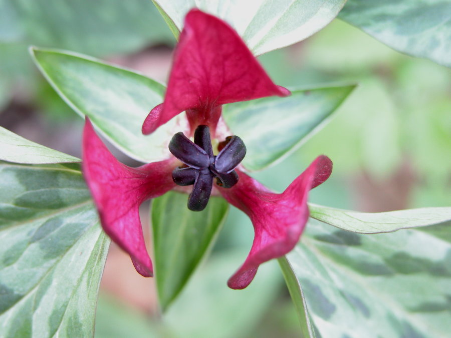 Melanthiaceae Trillium sessile