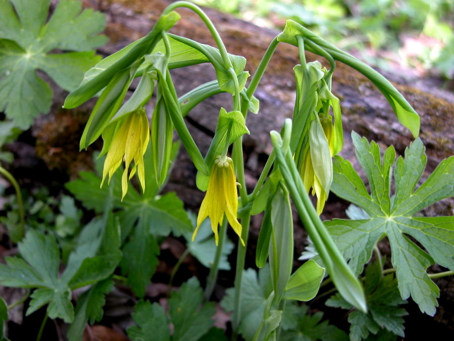 Colchicaceae Uvularia grandiflora