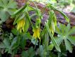 image of Uvularia grandiflora