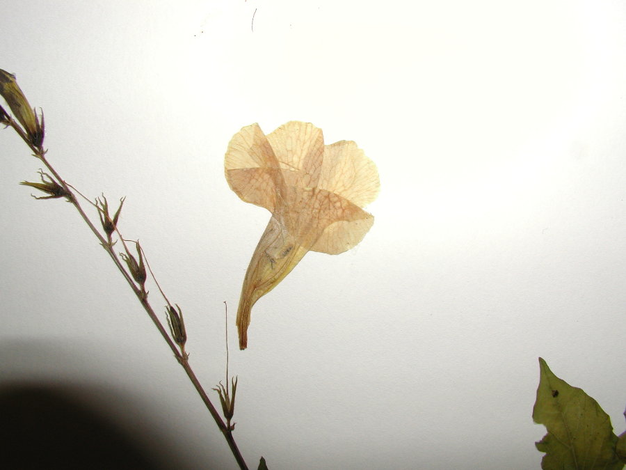Acanthaceae Asystasia gangetica