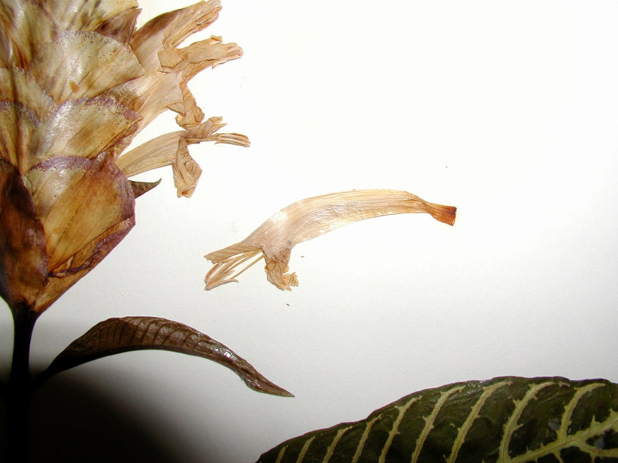 Acanthaceae Aphelandra squarrosa