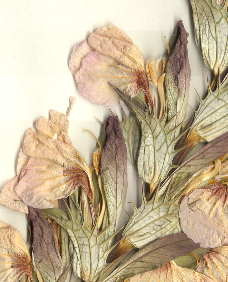 Acanthaceae Acanthus balcanicus