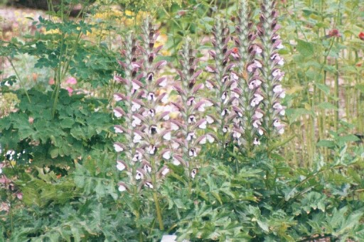 Acanthaceae Acanthus balanicus