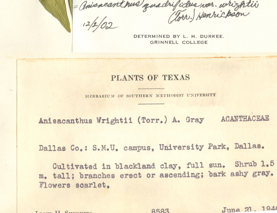 Acanthaceae Anisacanthus quadrifidus var. wrightii