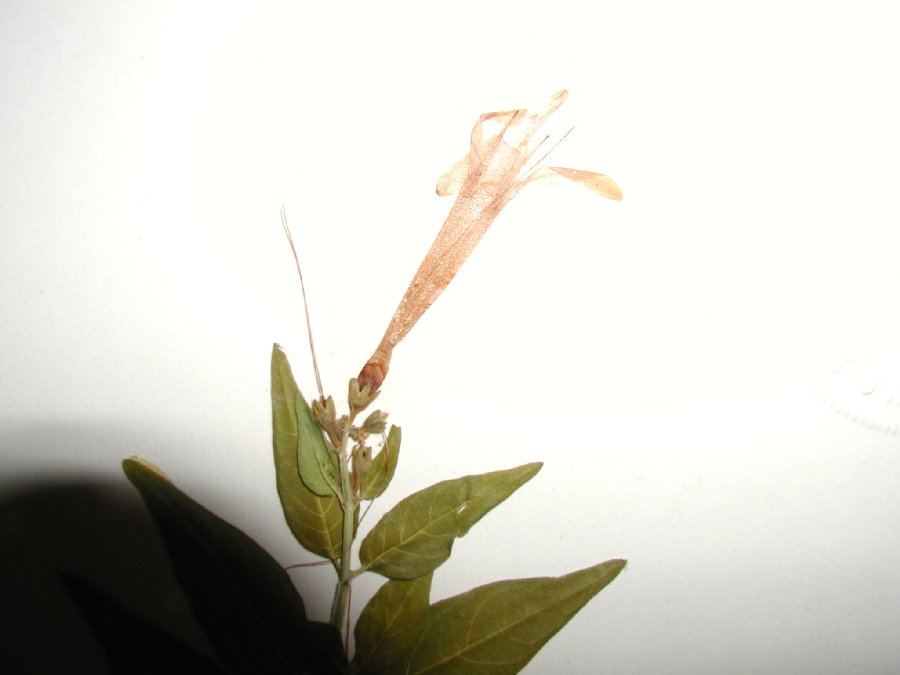 Acanthaceae Anisacanthus quadrifidus var. wrightii