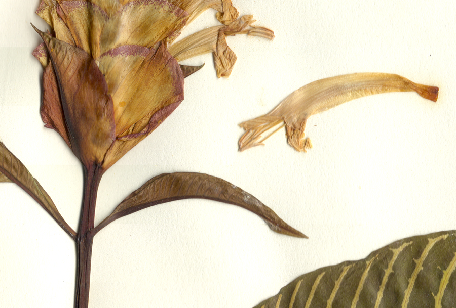 Acanthaceae Aphelandra squarrosa