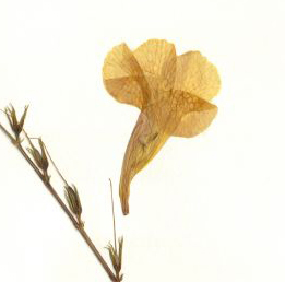 Acanthaceae Asystasia gangetica