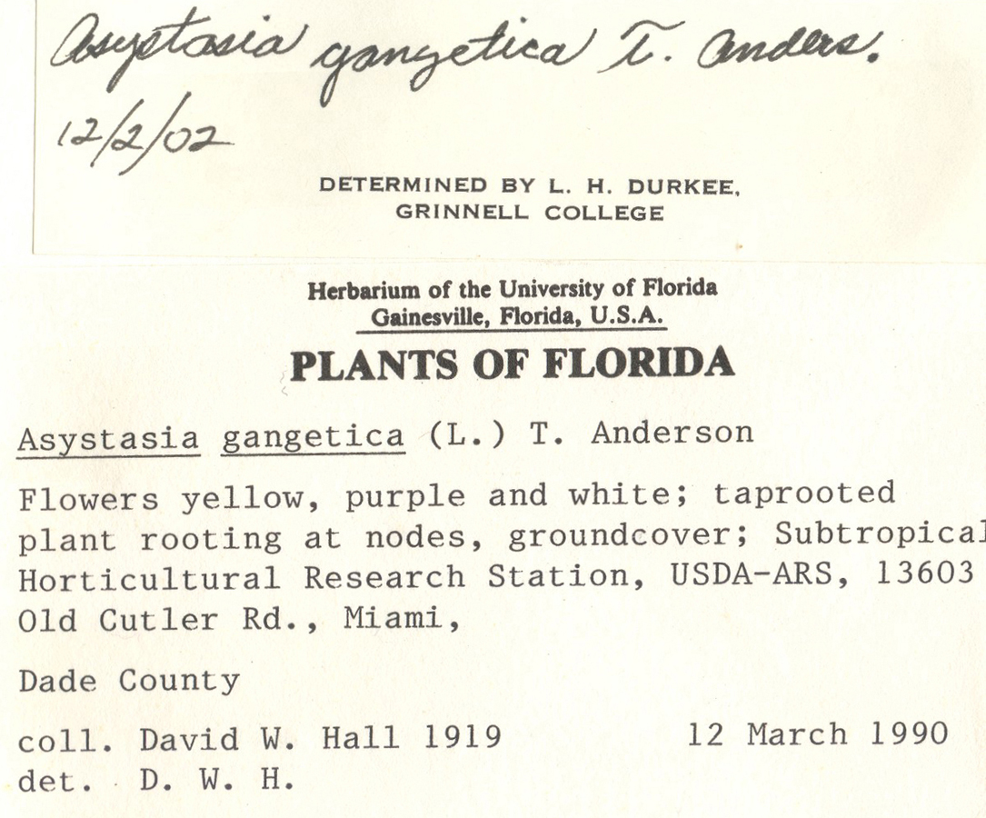 Acanthaceae Asystasia gangetica