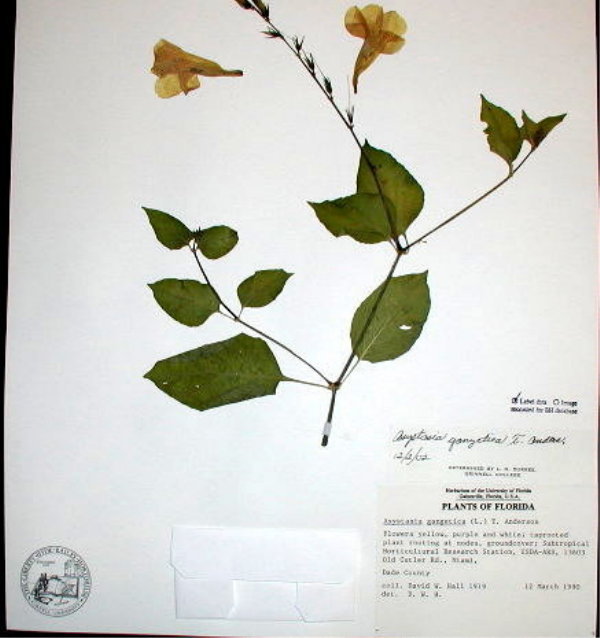 Acanthaceae Asystasia gangetica