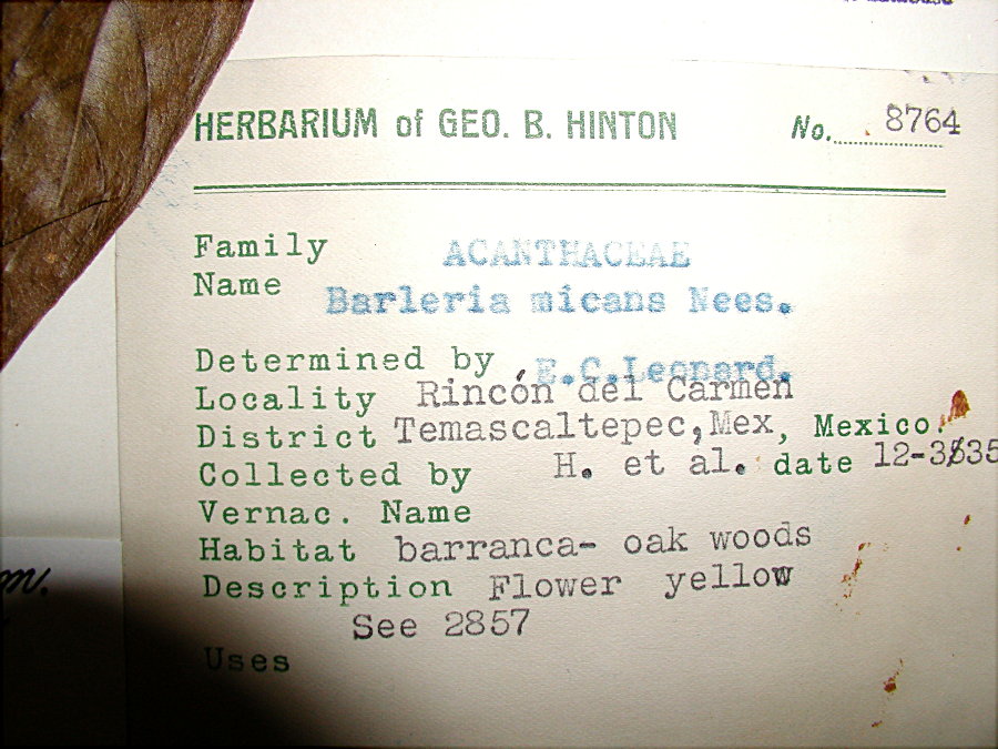 Acanthaceae Barleria oenotheroides