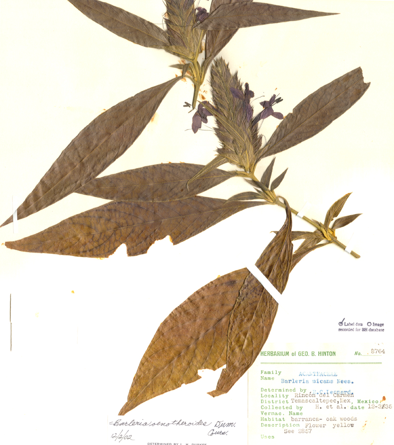 Acanthaceae Barleria oenotheroides