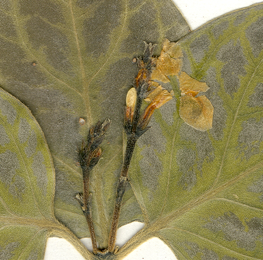 Acanthaceae Chamaeranthemum venosum