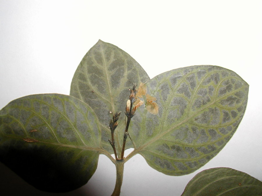 Acanthaceae Chamaeranthemum venosum