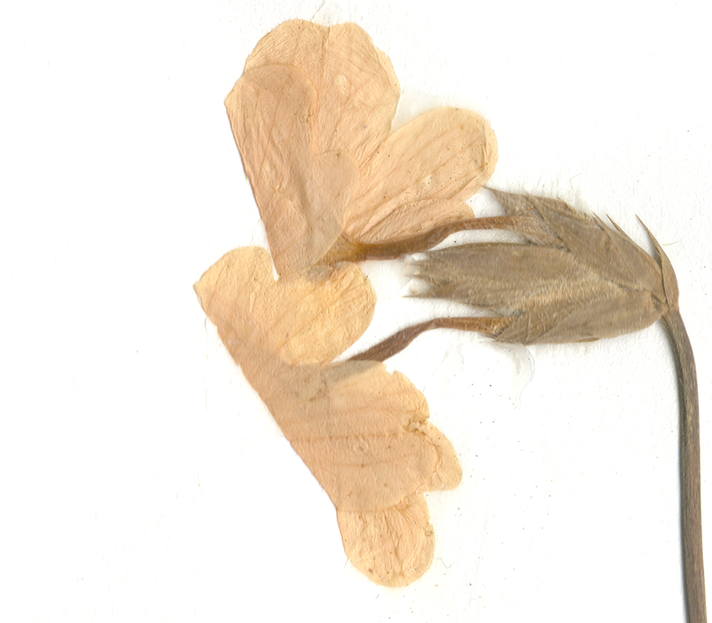 Acanthaceae Crossandra infundibuliformis