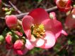 image of Chaenomeles 