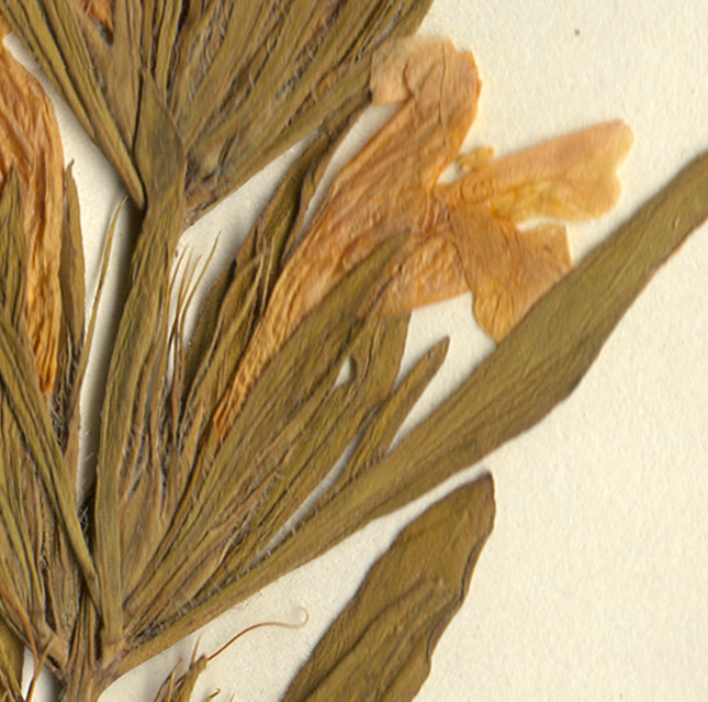 Acanthaceae Dyschoriste linearis