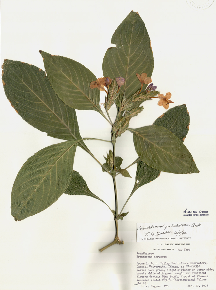Acanthaceae Eranthemum pulchellum