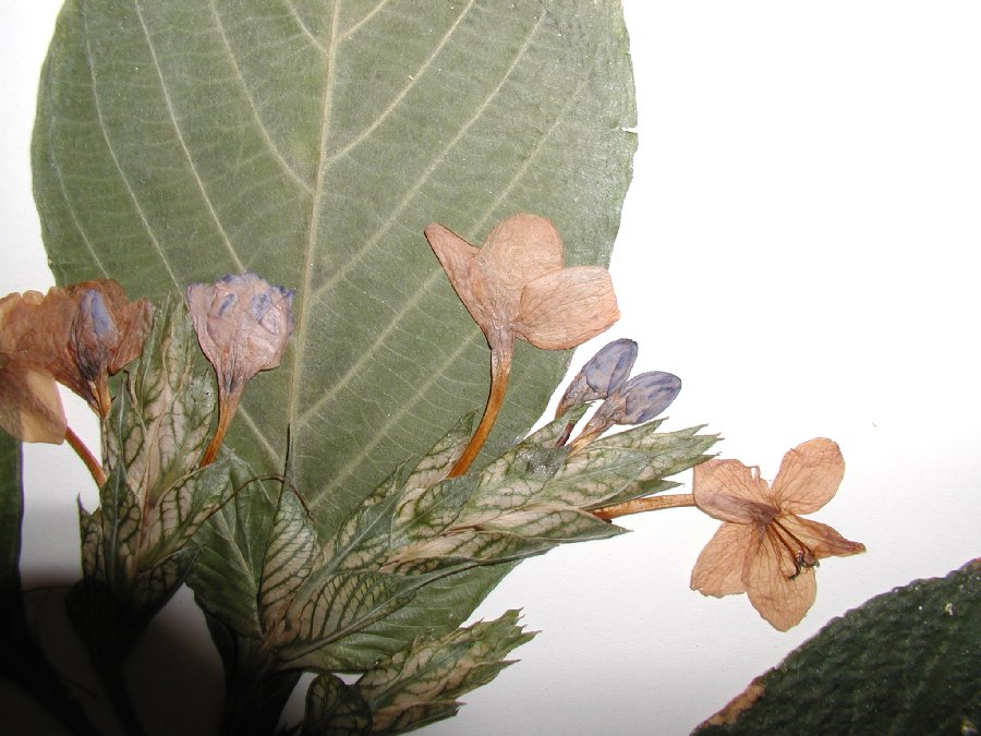 Acanthaceae Eranthemum pulchellum