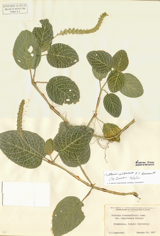 Acanthaceae Fittonia albivenis