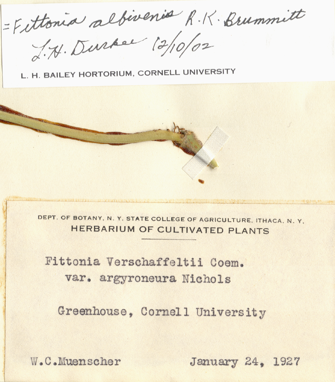 Acanthaceae Fittonia albivenis