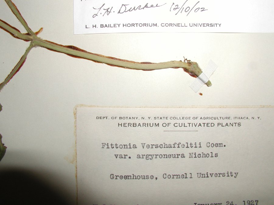 Acanthaceae Fittonia albivenis