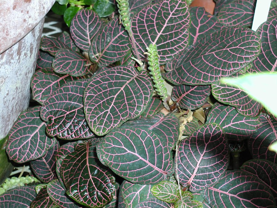 Acanthaceae Fittonia albivenis