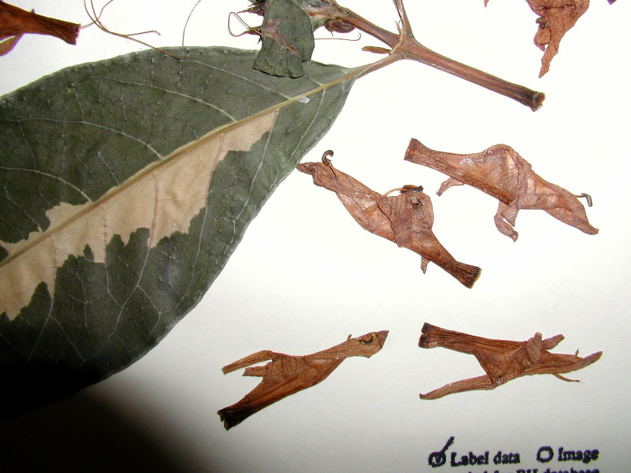 Acanthaceae Graptophyllum hortense