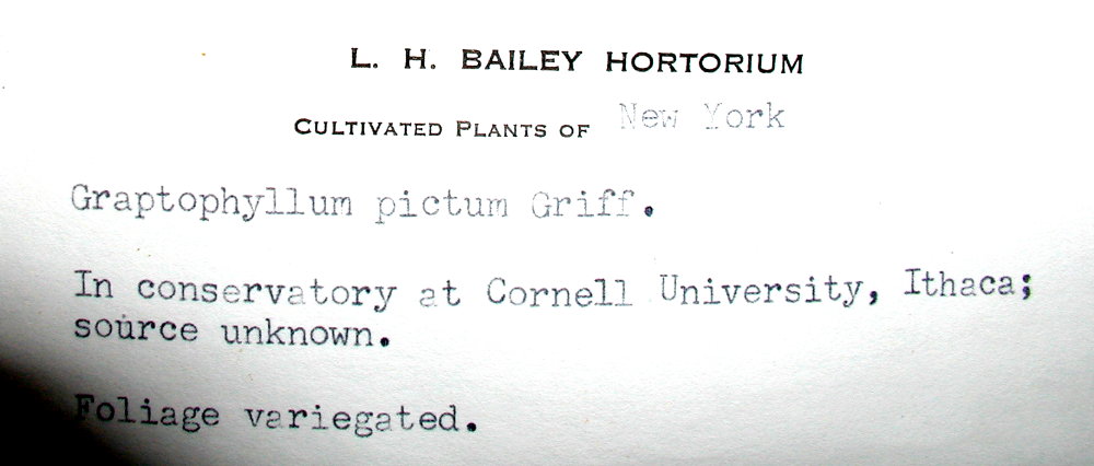 Acanthaceae Graptophyllum hortense