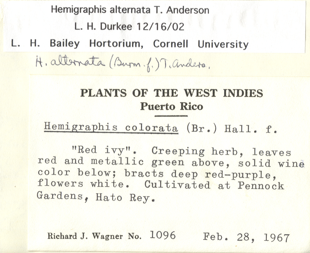 Acanthaceae Hemigraphis alternata
